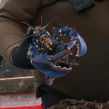 Delphi فندق لينوان